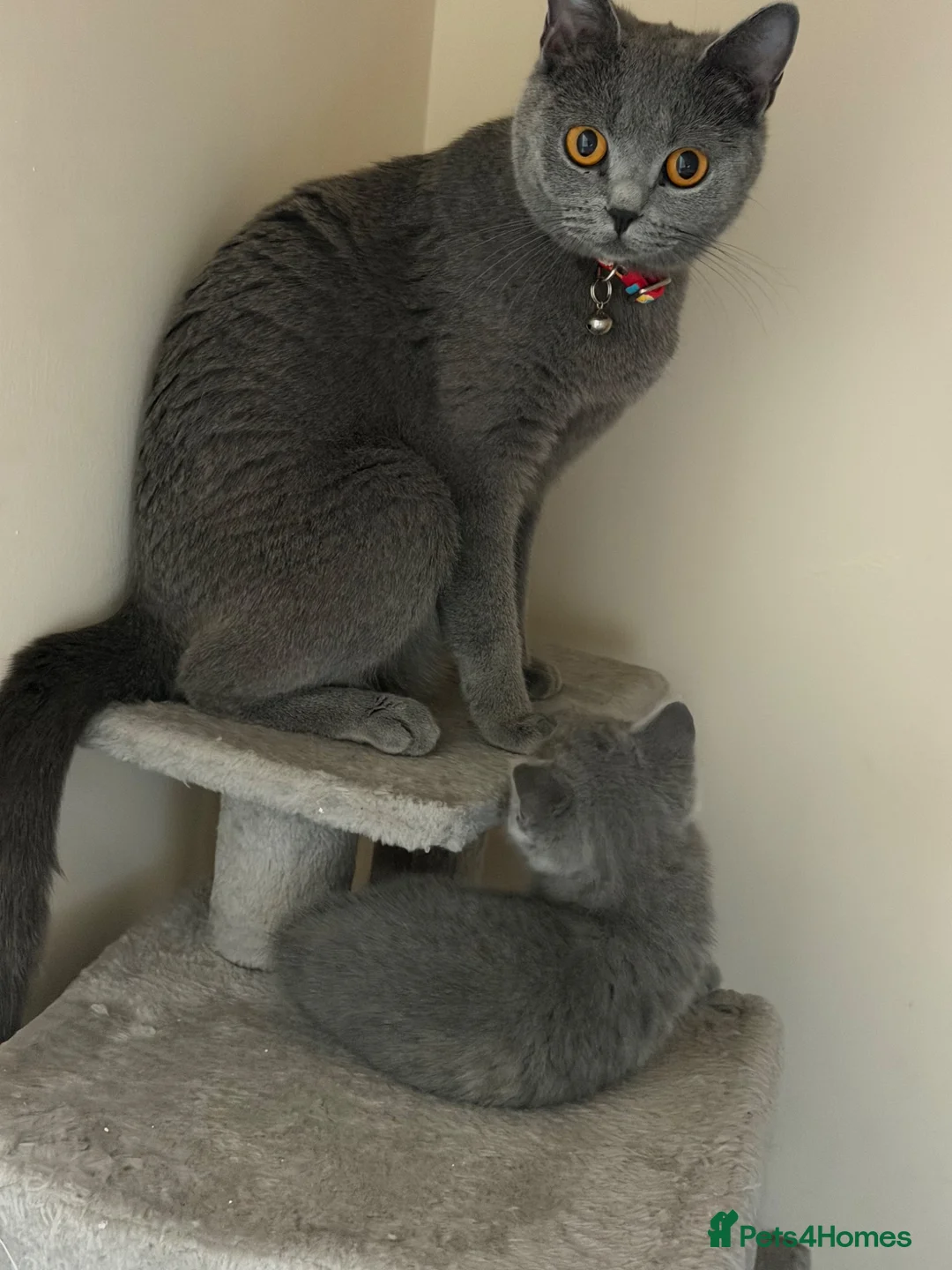 British Shorthair cats for sale: British shorthair - Advert 1
