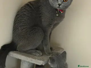 British Shorthair cats British shorthair - Advert 2