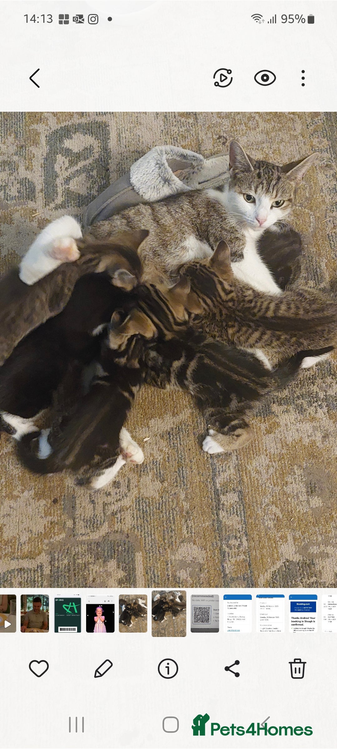 Mixed Breed cats for sale: Bautifull kittens - Image 1