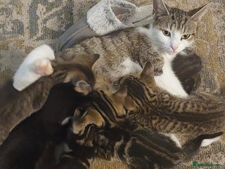 Mixed Breed cats - Advert 17