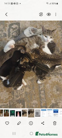 Mixed Breed cats - Advert 16