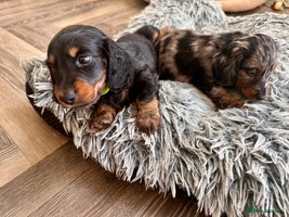 Miniature Dachshund dogs Beautiful black & tan long haired mini dachshunds - Advert 10