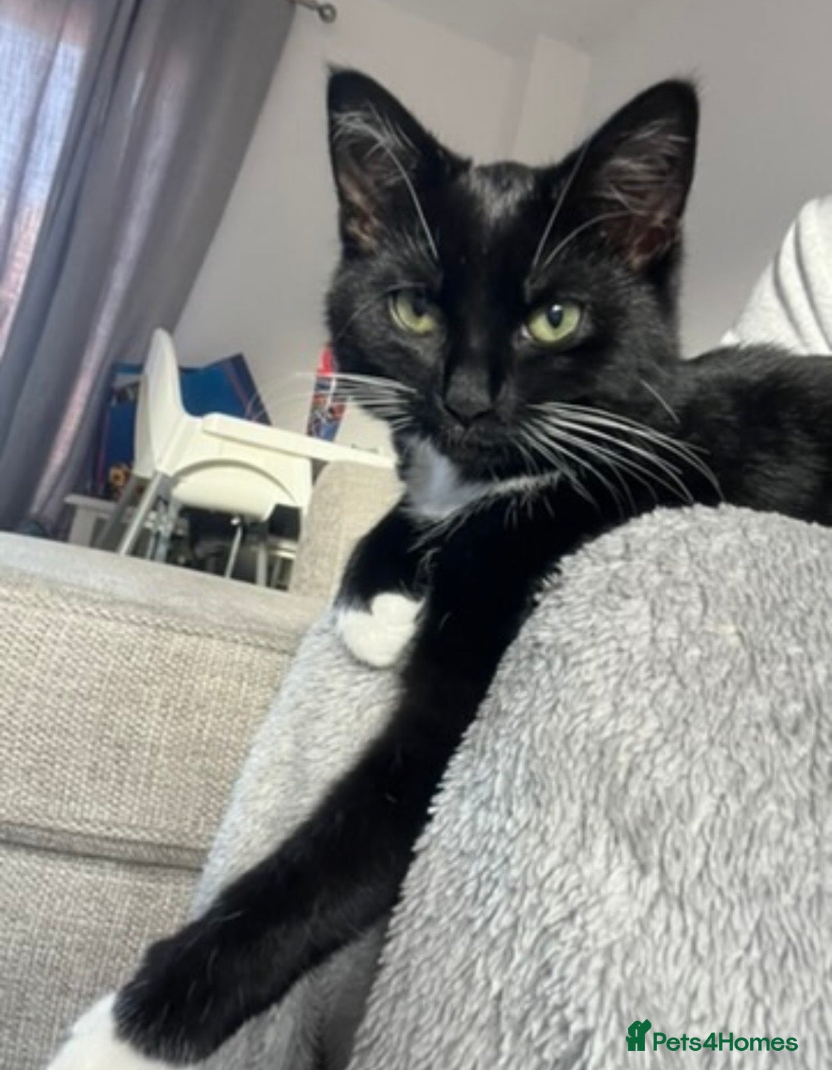 Mixed Breed cats Tuxedo female cat  - Advert 5