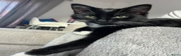 Mixed Breed cats for sale: Tuxedo female cat  - Advert 1