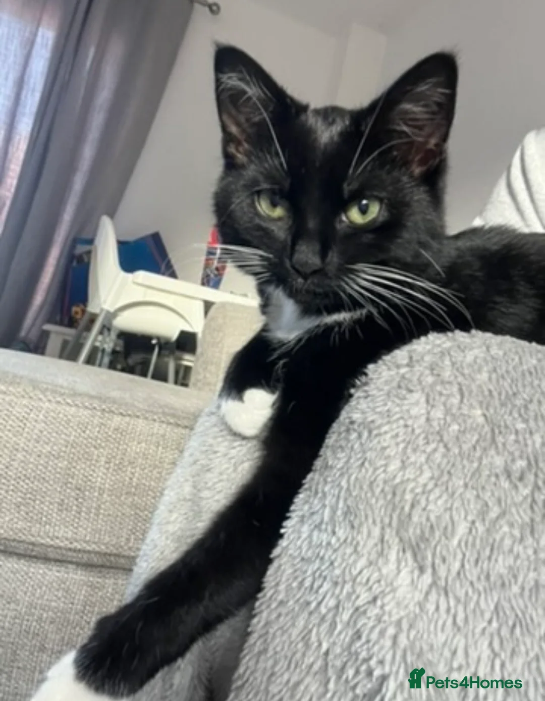 Mixed Breed cats for sale: Tuxedo female cat  - Advert 1