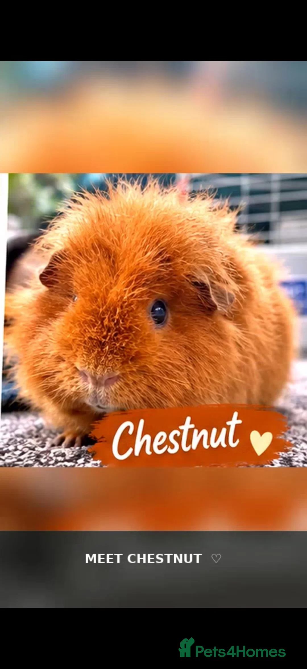 Guinea Pig rodents for sale: 2x boar/boy guinea pigs - well bonded  in Loughborough - Advert 2