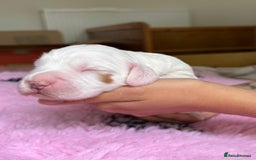 Cocker Spaniel dogs for sale: Gorgeous KC registered Working Cocker Spaniels - Image 17