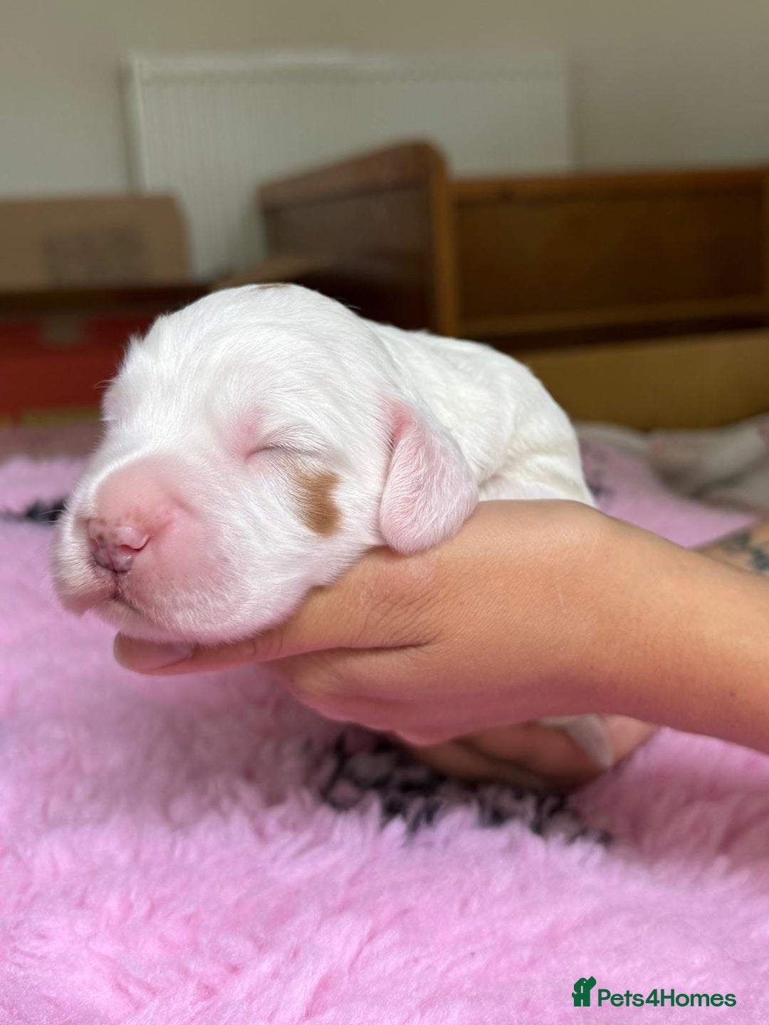 Cocker Spaniel dogs for sale: Gorgeous KC registered Working Cocker Spaniels - Image 17