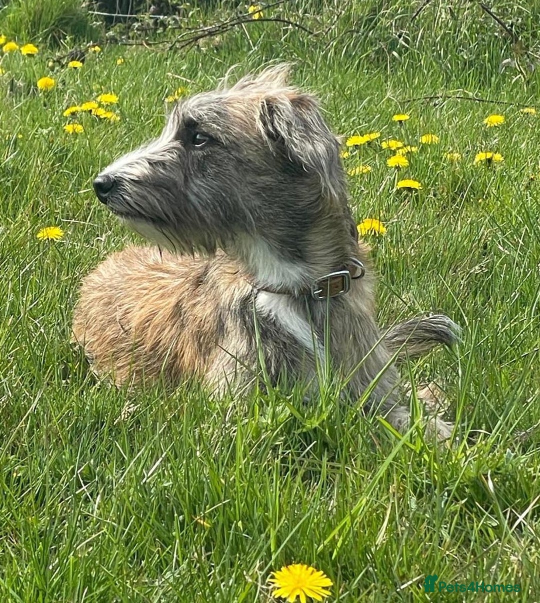 Whippet dogs for sale: Whippet Lurcher - Image 15