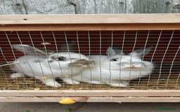 Dutch rabbits for sale: 2 male rabbits 9 month old  - Image 1