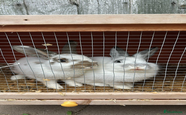 Dutch rabbits - Advert 1