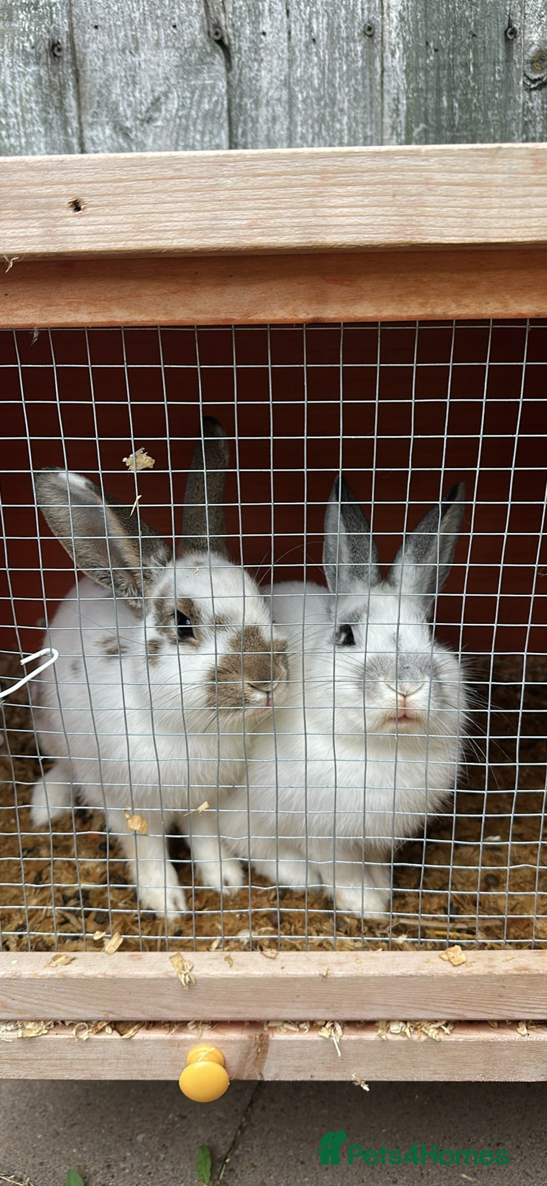 Dutch rabbits for sale: 2 male rabbits 9 month old  - Image 1