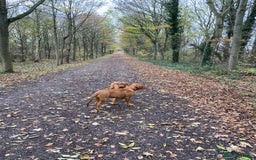 Dogue De Bordeaux dogs for sale: Male and female dogue de bordeaux puppies  - Advert 3