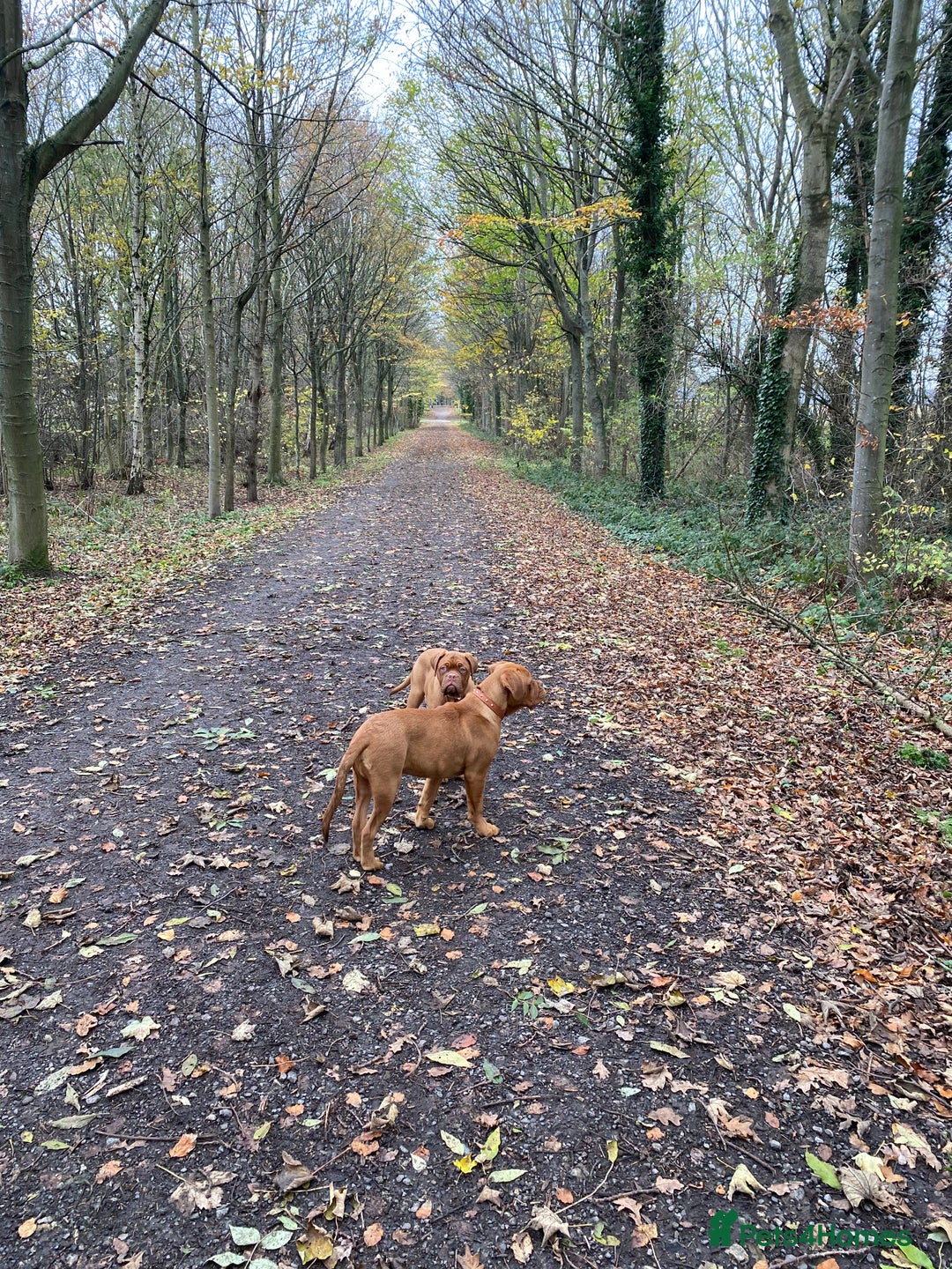 Dogue De Bordeaux dogs for sale: Male and female dogue de bordeaux puppies  - Advert 3