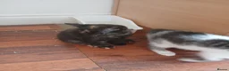Mixed Breed cats for sale: 1 female kitten in Wantage - Advert 7
