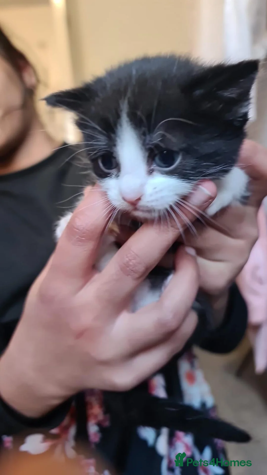 Mixed Breed cats for sale: 5 kittens ready to go to their forever homes  - Advert 2