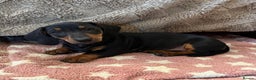 Miniature Dachshund dogs for sale: Stunning KC Registered Miniature Dashound  - Advert 3