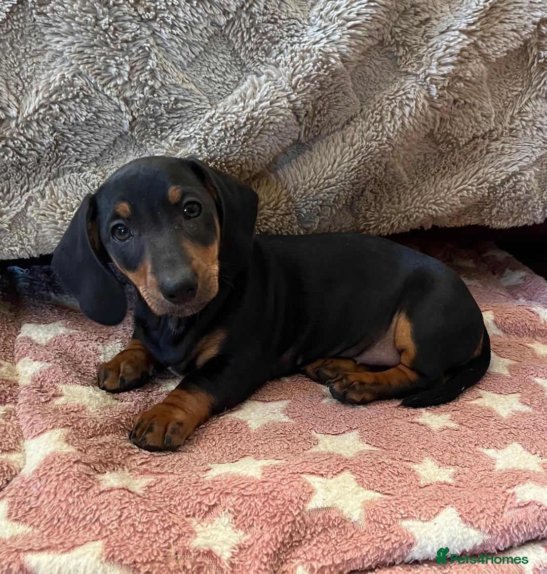 Miniature Dachshund dogs for sale: Stunning KC Registered Miniature Dashound  - Advert 3