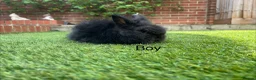 Lionhead rabbits for sale: Mini double maned lionheads and mini lops  - Advert 9