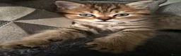 British Shorthair cats for sale: 3 x British Shorthair Kittens - Gold/White/Grey - Advert 11