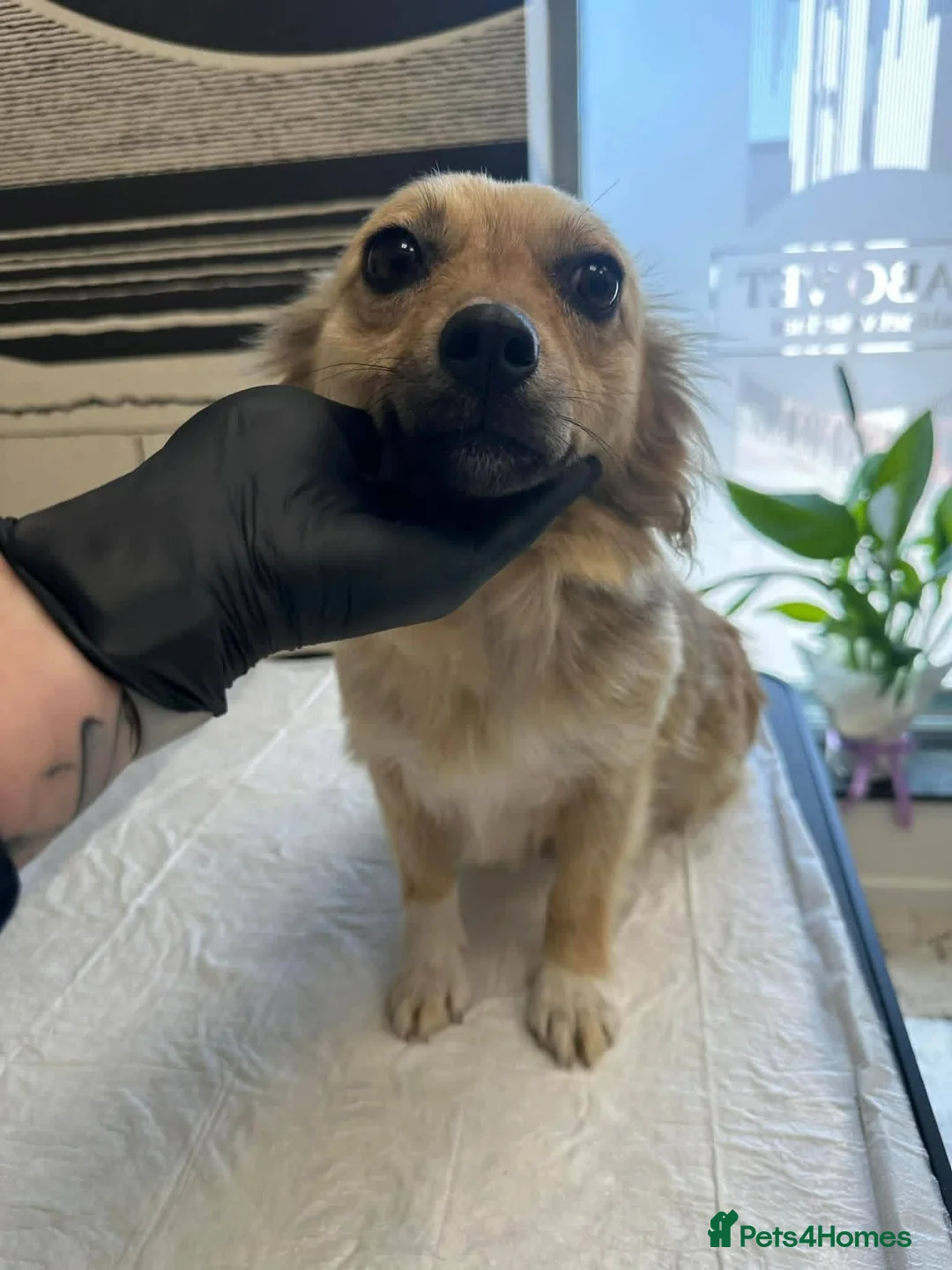 Mixed Breed dogs for adoption: Ophelia for adoption in Chelmsford - Advert 1