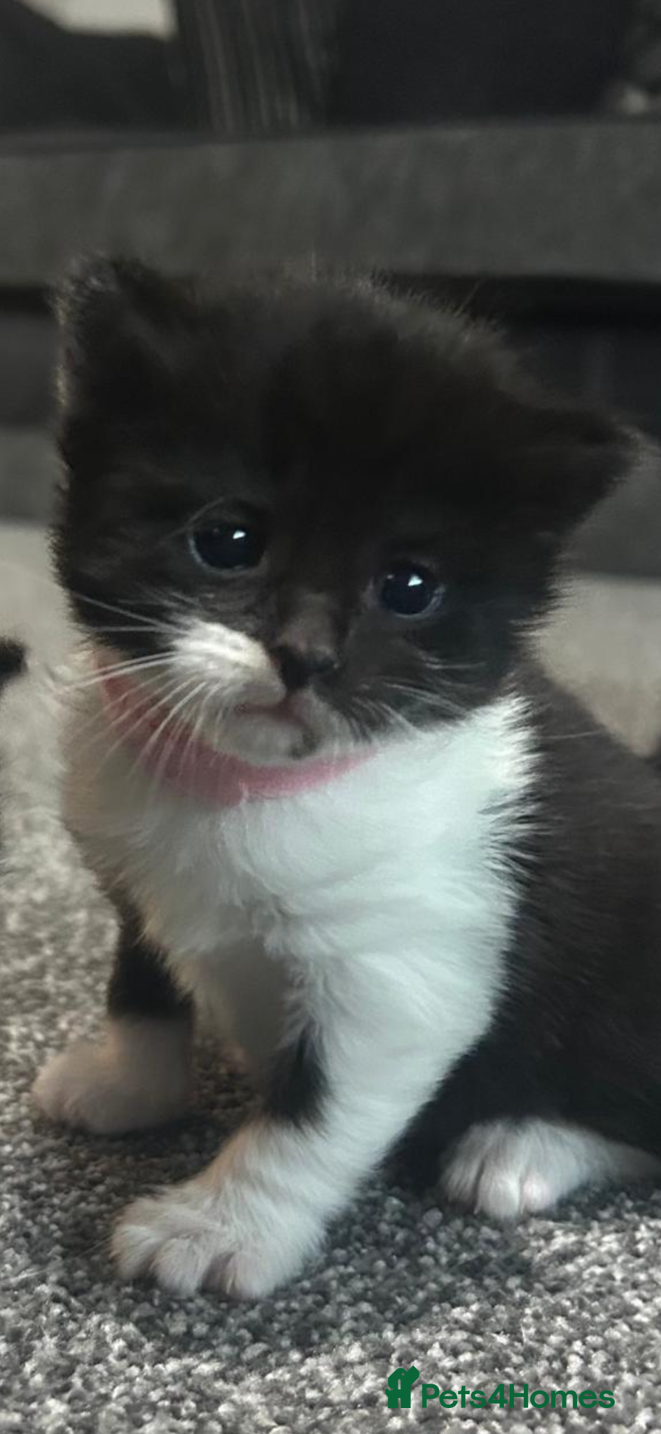 Mixed Breed cats for sale: Gorgeous kittens - Advert 1