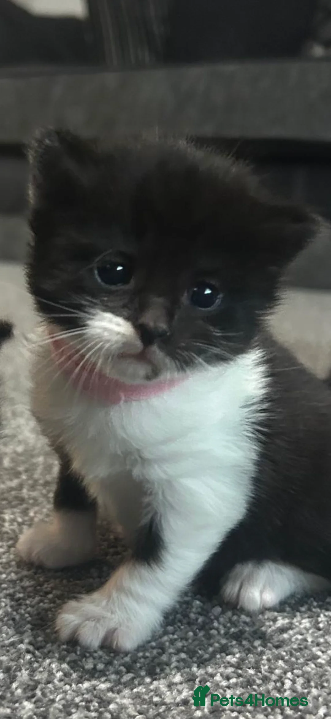 Mixed Breed cats for sale: Gorgeous kittens - Advert 1