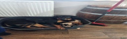 Rottweiler dogs for stud: Looking dog male f stud  - Advert 1