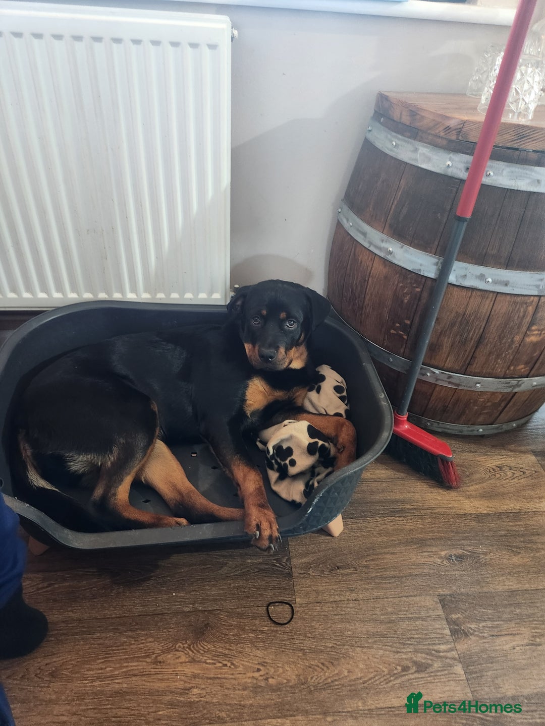 Rottweiler dogs for stud: Looking dog male f stud  - Advert 1