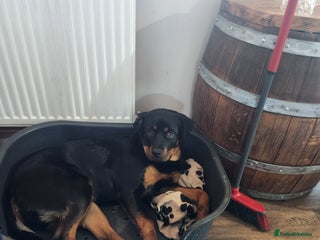 Rottweiler dogs Looking dog male f stud - Advert 2