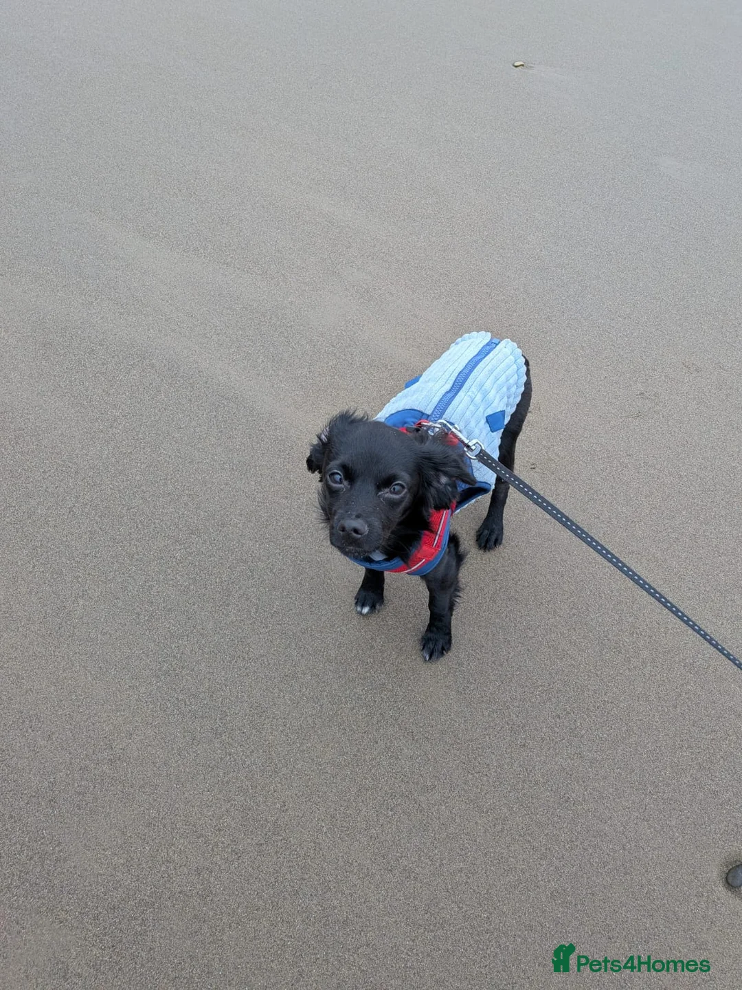 Mixed Breed dogs for sale: Chug x spaniel 9 months  in Leeds - Advert 2