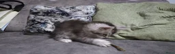 Maine Coon cats for sale: beautiful Maine coon kittens (2 poly) - Advert 9