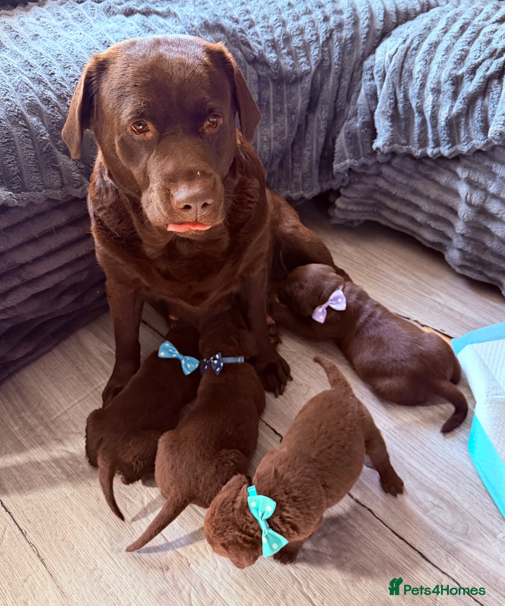 Labrador Retriever dogs Chocolate Labrador puppies 🤎 - Advert 13