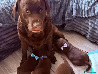Labrador Retriever dogs Chocolate Labrador puppies 🤎 - Advert 18