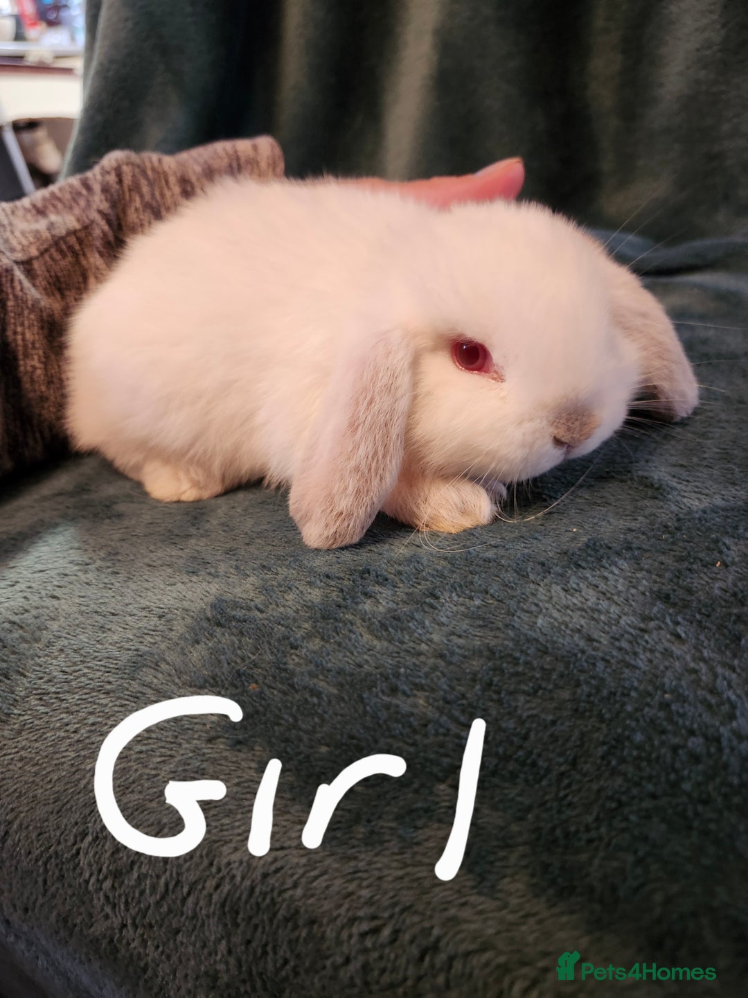 Mini Lion Lop rabbits for sale: Mini Lion lop, rew and blue point - Image 5