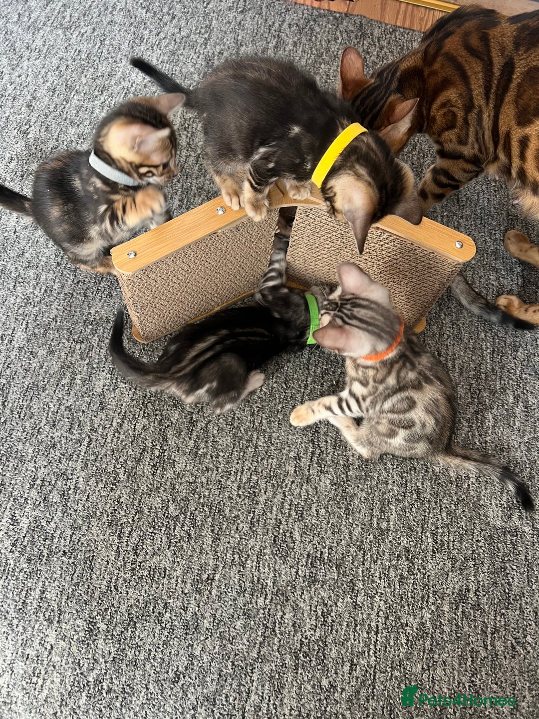 Bengal cats for sale: 🐾 TICA Registered Bengal Kittens 🐆🥰 - Image 16