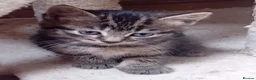 British Shorthair cats for sale: Stunning mackerel tabby kittens  - Advert 13
