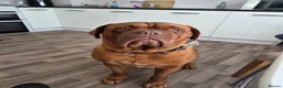 Dogue De Bordeaux dogs for stud: Big Dougie for Stud - Advert 6