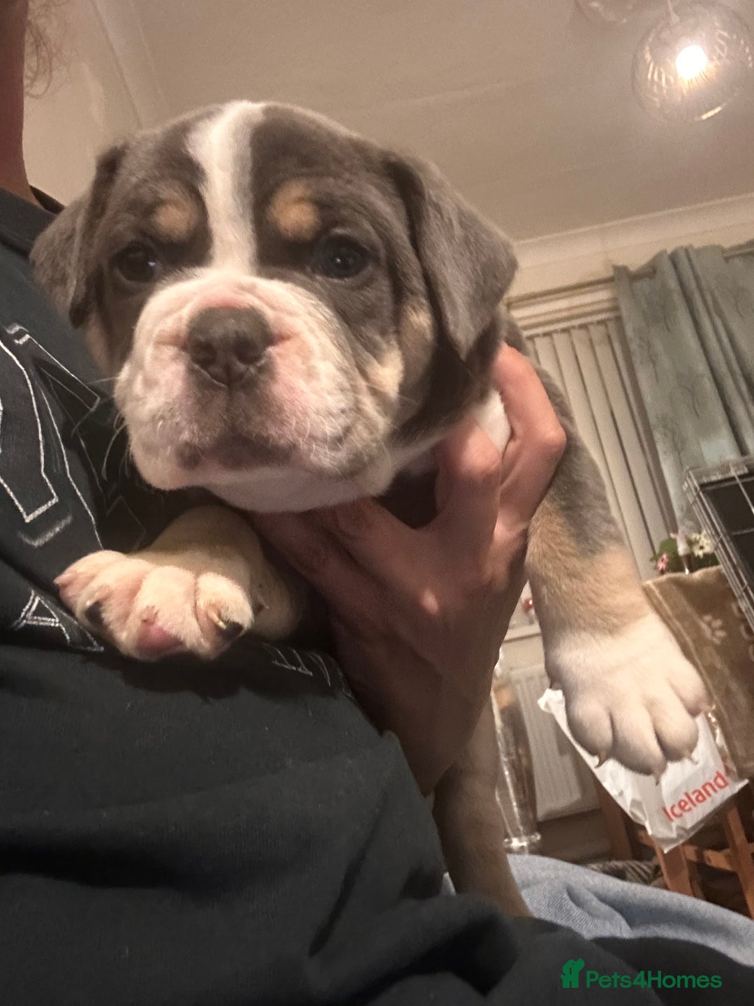 Olde English Bulldogge dogs for sale: NEBB REG OLDE ENGLISH BULLDOG  - Image 19