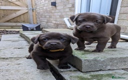 Labrador Retriever dogs for sale: KC Labrador Puppies Bred for Family Life - Image 6