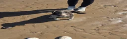 English Springer Spaniel dogs for sale: 9 month old female springer spaniel puppy - Advert 5