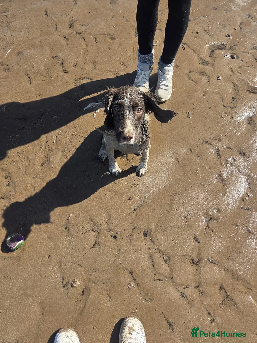 English Springer Spaniel dogs for sale: 9 month old female springer spaniel puppy - Advert 5