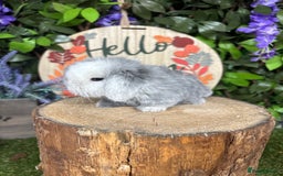 Mini Lop rabbits for sale: 🌟PURE BRED PEDIGREE MINI LOPS🌟 - Image 3