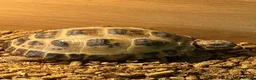 Hermann Tortoise reptiles for sale: Pair of female Horsefield (Russian)And cage  - Advert 2