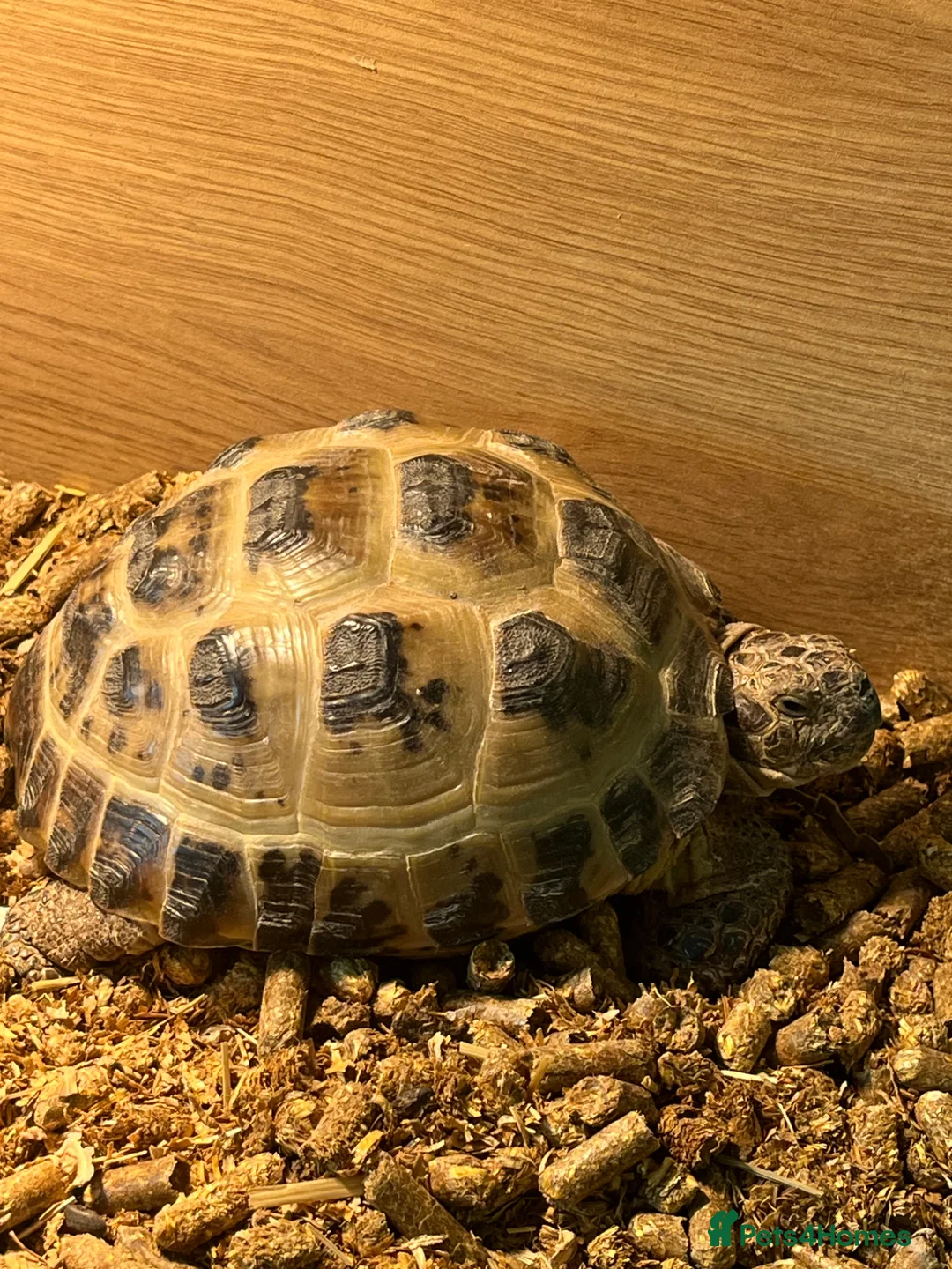 Hermann Tortoise reptiles for sale: Pair of female Horsefield (Russian)And cage  - Advert 2