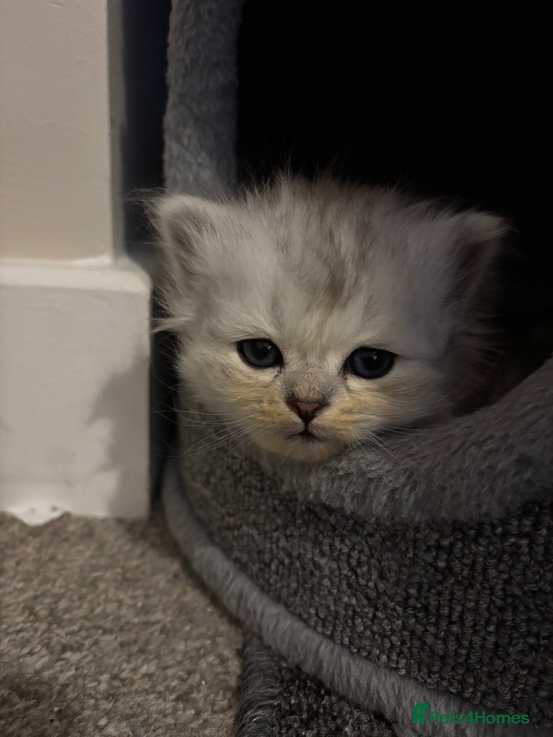 Maine Coon cats for sale: Maincoon / Persian babies looking for laps  - Advert 25