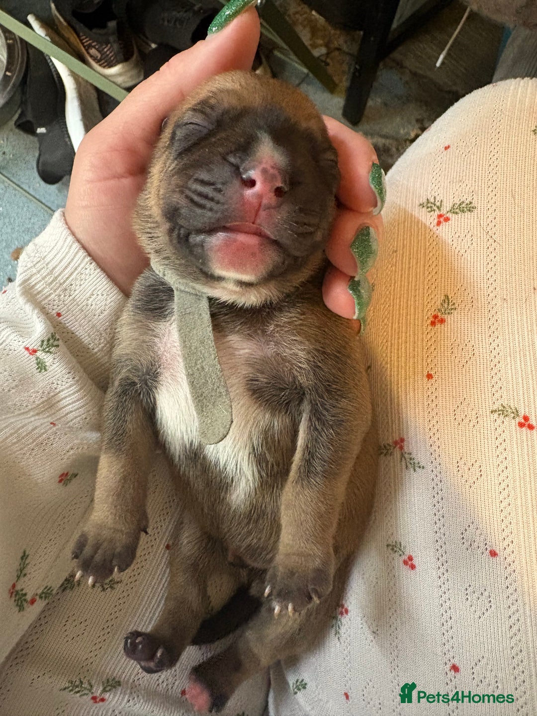 Mixed Breed dogs for sale: Staffy pups - Advert 6