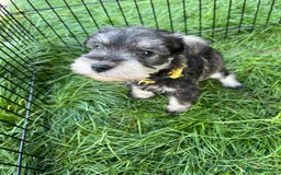 Miniature Schnauzer dogs for sale: KC Reg Miniature Schnauzer BVA Puppies - Image 11