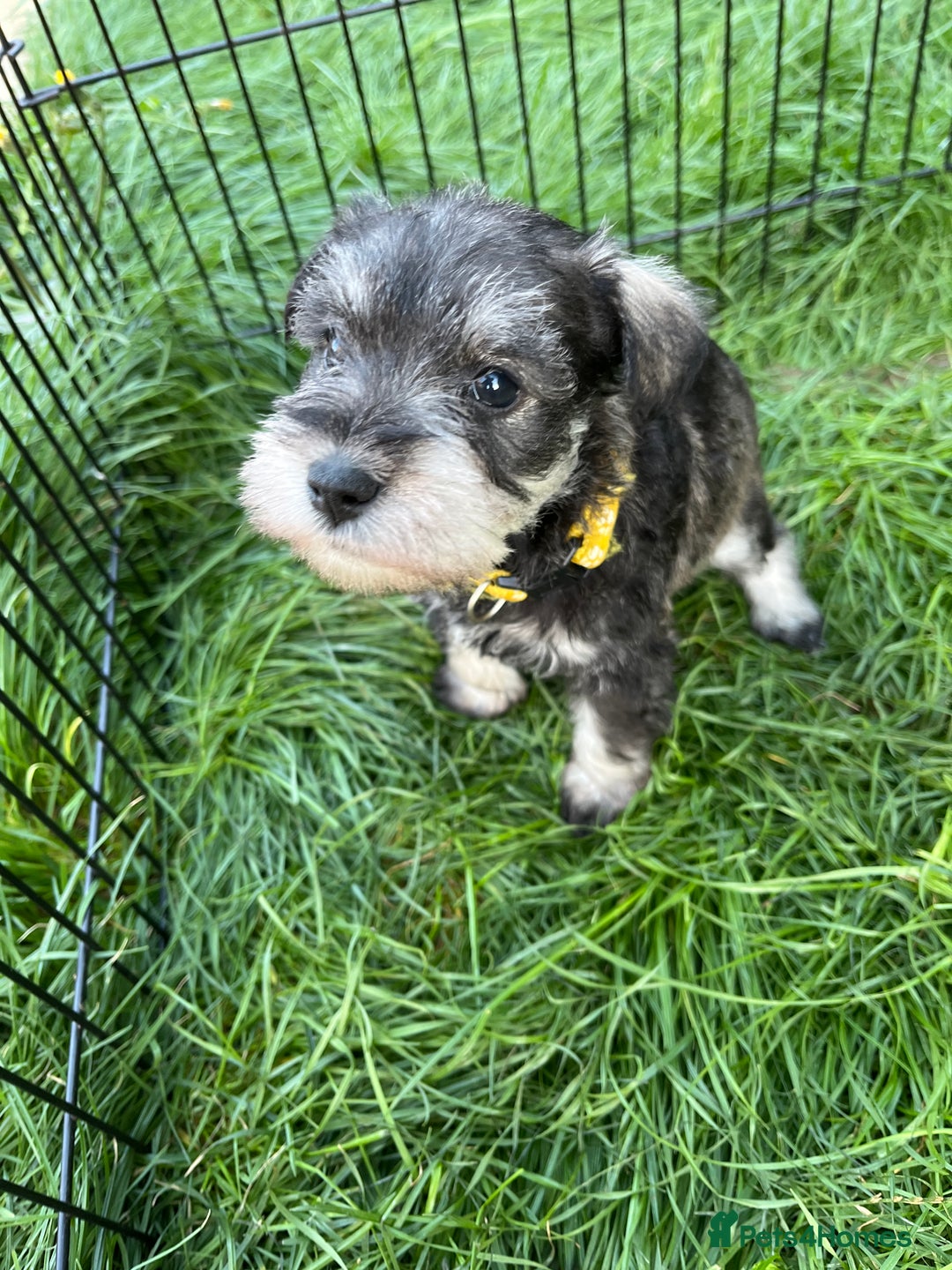 Miniature Schnauzer dogs for sale: KC Reg Miniature Schnauzer BVA Puppies - Image 11