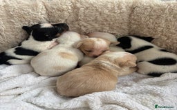 Mixed Breed dogs for sale: Adorable Jack Russel x Chihuahua puppies  - Image 1